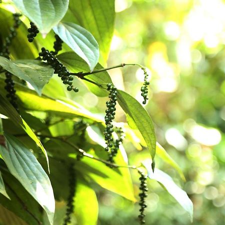 Spice Valley Home Stay & Tree House Munnar Exterior foto