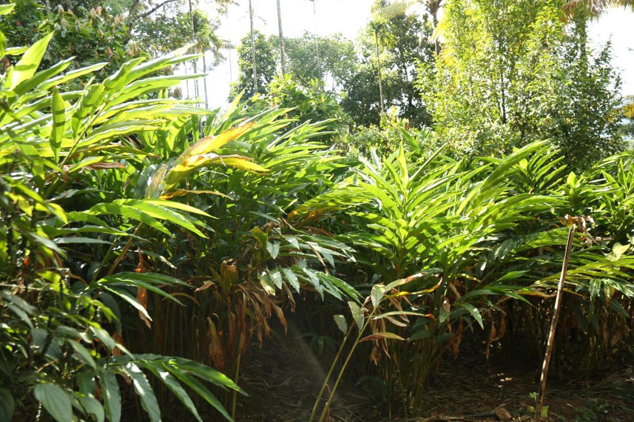 Spice Valley Home Stay & Tree House Munnar Exterior foto
